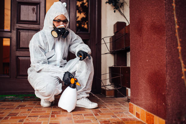 Attic and Crawl Space Rodent Treatment in Hodgkins