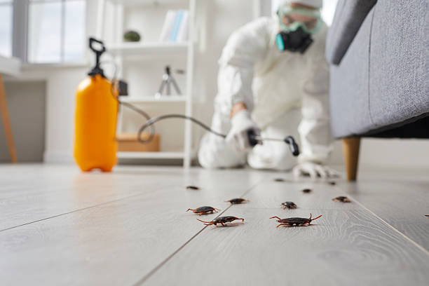 Commercial Rodent Management in Hodgkins